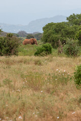 Słoń afrykański (Loxodonta africana), młody samiec z wielkimi kłami pasący się w bujnej roślinności w Park Narodowy Tsavo East i rezerwat wzgórz Taita, Afryka - obrazy, fototapety, plakaty
