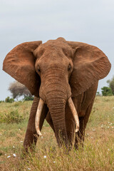  Słoń afrykański (Loxodonta africana), ogromny samiec z wielkimi kłami pasący się na sawannie w Park Narodowy Tsavo East, Kenia, Afryka © Kamil_k2p