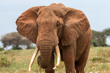  Słoń afrykański (Loxodonta africana), ogromny samiec z wielkimi kłami pasący się na sawannie w Park Narodowy Tsavo East, Kenia, Afryka