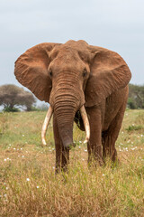  Słoń afrykański (Loxodonta africana), ogromny samiec z wielkimi kłami pasący się na sawannie...