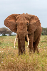  Słoń afrykański (Loxodonta africana), ogromny samiec z wielkimi kłami pasący się na sawannie w Park Narodowy Tsavo East, Kenia, Afryka
