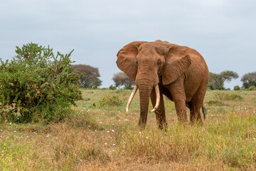 Słoń afrykański (Loxodonta africana), ogromny samiec z wielkimi kłami pasący się na sawannie w Park Narodowy Tsavo East, Kenia, Afryka