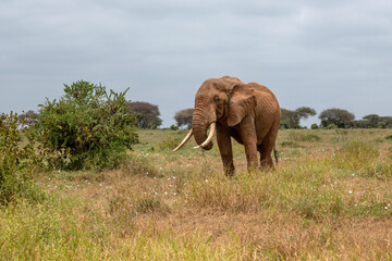  Słoń afrykański (Loxodonta africana), ogromny samiec z wielkimi kłami pasący się na sawannie w Park Narodowy Tsavo East, Kenia, Afryka © Kamil_k2p