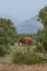 Słoń afrykański (Loxodonta africana), młody samiec z wielkimi kłami pasący się w bujnej roślinności w Park Narodowy Tsavo East i rezerwat wzgórz Taita, Afryka © Kamil_k2p