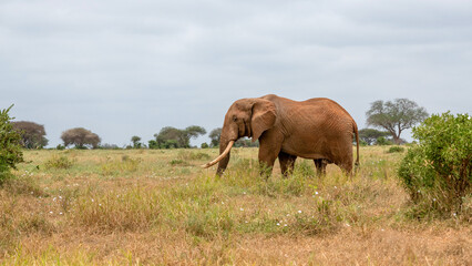  Słoń afrykański (Loxodonta africana), ogromny samiec z wielkimi kłami pasący się na sawannie w Park Narodowy Tsavo East, Kenia, Afryka © Kamil_k2p