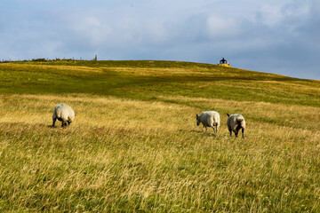 Duncansby Stacks, a breathtaking coastal wonder in Scotland, rise dramatically from the North Sea. Standing atop the towering cliffs, visitors are rewarded with panoramic ocean views, rugged landscape