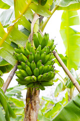 A large bunch of unripe green bananas hanging from a banana tree. © Bowonpat