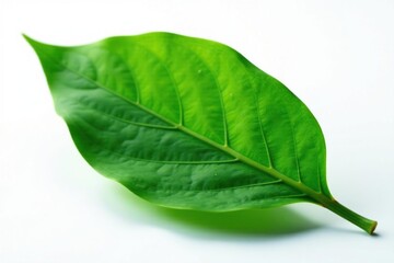 Obraz premium A single large leaf isolated on a white surface, stem, herbaceous