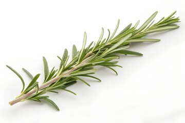 Fototapeta premium rosemary on white background
