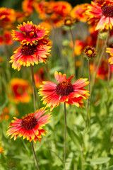 ガイラルディアの花