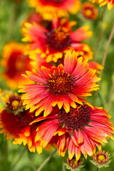 ガイラルディア