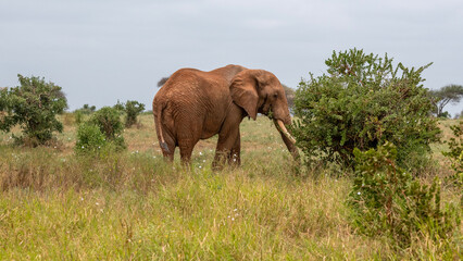  Słoń afrykański (Loxodonta africana), ogromny samiec z wielkimi kłami pasący się na sawannie w Park Narodowy Tsavo East, Kenia, Afryka © Kamil_k2p