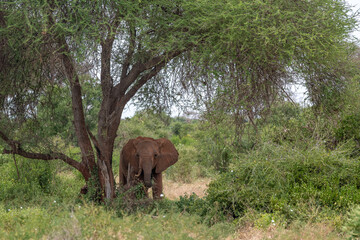  Słoń afrykański (Loxodonta africana), młody samiec z małymi kłami pasący się na sawannie w cieniu drzewa w Park Narodowy Tsavo East, Kenia, Afryka © Kamil_k2p