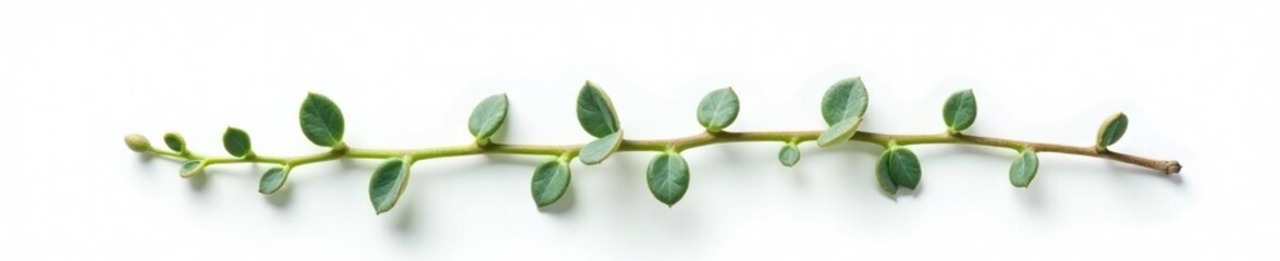 Single isolated succulent branch on white background, delicate, leafy, simple