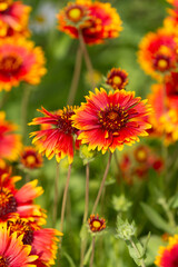 ガイラルディア