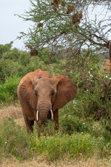  Słoń afrykański (Loxodonta africana), młody samiec z małymi kłami pasący się na sawannie w Park Narodowy Tsavo East, Kenia, Afryka © Kamil_k2p