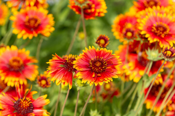 花壇のガイラルディア