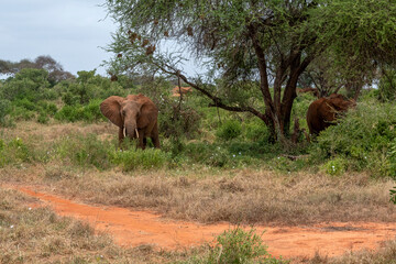  Słoń afrykański (Loxodonta africana), młody samiec z małymi kłami pasący się na sawannie w cieniu drzewa w Park Narodowy Tsavo East, Kenia, Afryka © Kamil_k2p