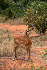  Impala - Aepyceros melampus, Samiec z pięknym porożem, Park Narodowy Tsavo i rezerwat wzgórz Taita, Kenia, Afryka © Kamil_k2p