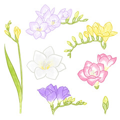 フリージアのイラスト