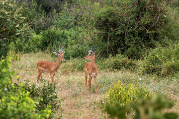 Impala - Aepyceros melampus, mała, szybka antylopa z afrykańskiej sawanny, dwa młode samce, Park Narodowy Tsavo i rezerwat wzgórz Taita, Kenia, Afryka