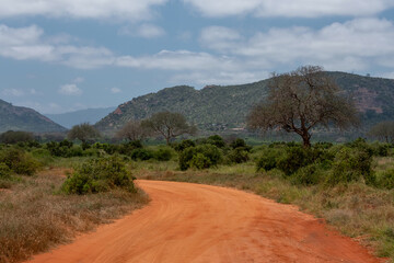 Czerwona kręta droga biegnąca przez sawannę w Park Narodowy Tsavo i rezerwat wzgórz Taita, Kenia © Kamil_k2p