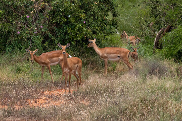 samice Impala - Aepyceros melampus, mała, szybka antylopa z afrykańskiej sawanny, stado pasące się w bujnej roślinności, Park Narodowy Tsavo i rezerwat wzgórz Taita, Kenia, Afryka © Kamil_k2p