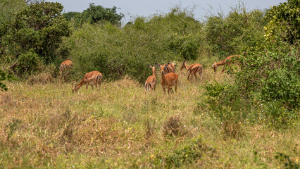 Impala - Aepyceros melampus, mała, szybka antylopa z afrykańskiej sawanny, stado pasące się w bujnej roślinności, Park Narodowy Tsavo i rezerwat wzgórz Taita, Kenia © Kamil_k2p