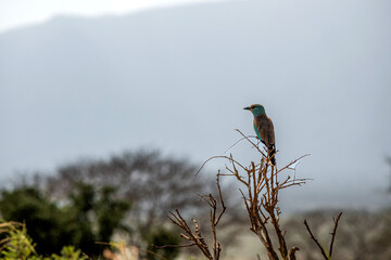 Kraska (Coracias garrulus) siedzący na czubku suchego krzewu, na mały kolorowy ptak zamieszkujący tereny sawanny, Park Narodowy Tsavo i rezerwat wzgórz Taita, Kenia, Afryka