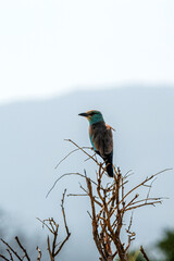 Kraska (Coracias garrulus) siedzący na czubku suchego krzewu, na mały kolorowy ptak zamieszkujący tereny sawanny, Park Narodowy Tsavo i rezerwat wzgórz Taita, Kenia, Afryka © Kamil_k2p