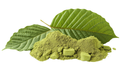 Herbal Kratom green leaves isolated on white background 