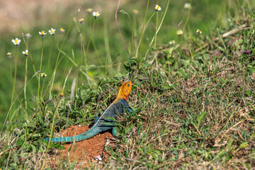 Agama (Agamidae) Bardzo kolorowy samiec jaszczurki, w pomarańczowym i niebieskim kolorze, pozuje na skale, Park Narodowy Tsavo i rezerwat wzgórz Taita, Kenia, Afryka © Kamil_k2p