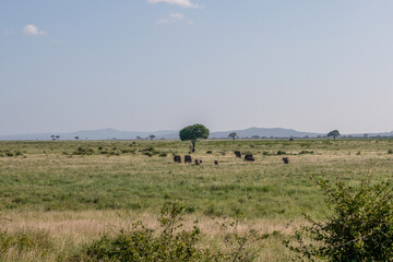 Słoń afrykański (Loxodonta africana), stado spacerujące po sawannie w Park Narodowy Tsavo East i rezerwat wzgórz Taita, Kenia, Afryka