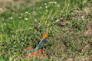 Agama (Agamidae) Bardzo kolorowy samiec jaszczurki, w pomarańczowym i niebieskim kolorze, pozuje na skale, Park Narodowy Tsavo i rezerwat wzgórz Taita, Kenia, Afryka