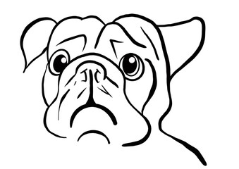 Cute pug dog head with sad expression.