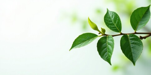 Fototapeta premium Branch with twigs and leaves against a clean white surface, greens, background, leafy