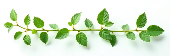Dainty leaves and stems isolated on white background, nature, leaflets, herb