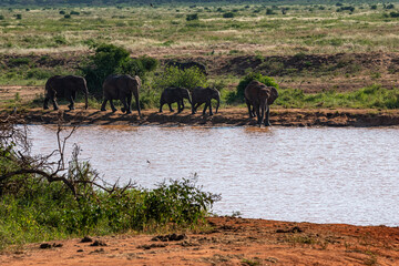 Słoń afrykański (Loxodonta africana), rodzina przy wodopoju na sawannie w Park Narodowy Tsavo East, Kenia, Afryka © Kamil_k2p