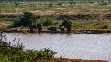 Słoń afrykański (Loxodonta africana), rodzina przy wodopoju na sawannie w Park Narodowy Tsavo East, Kenia, Afryka © Kamil_k2p