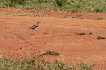 Czapla czarnogłowa (Ardea melanocephala) spacerująca po czerwonej ziemi, Park Narodowy Tsavo i rezerwat wzgórz Taita, Kenia, Afryka © Kamil_k2p