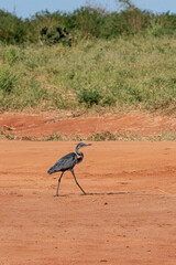Czapla czarnogłowa (Ardea melanocephala) spacerująca po czerwonej ziemi, Park Narodowy Tsavo i rezerwat wzgórz Taita, Kenia, Afryka © Kamil_k2p