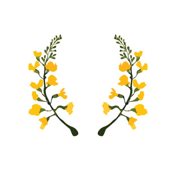 vector illustration of padauk flowers, Myanmar national flower. For Myanmar water festival (Thingyan).