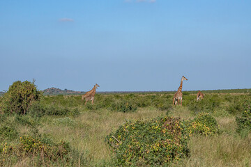 Żyrafa (camelopaurdalis) stado spacerujące pomiędzy drzewami i krzewami na sawannie, Park Narodowy Tsavo i rezerwat wzgórz Taita, Kenia, Afryka