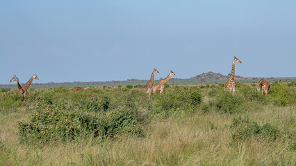 Żyrafa (camelopaurdalis) stado spacerujące pomiędzy drzewami i krzewami na sawannie, Park Narodowy Tsavo i rezerwat wzgórz Taita, Kenia, Afryka © Kamil_k2p