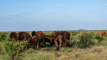 Słoń afrykański (Loxodonta africana), stado chroniące się w cieniu drzewna sawannie w Park Narodowy Tsavo East i rezerwat wzgórz Taita, Kenia, Afryka © Kamil_k2p