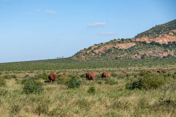 Słoń afrykański (Loxodonta africana), stado spacerujące pomiędzy drzewami i krzewami na sawannie w Park Narodowy Tsavo East i rezerwat wzgórz Taita, Kenia, Afryka © Kamil_k2p