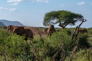 Słoń afrykański (Loxodonta africana), stado spacerujące pomiędzy drzewami i krzewami na...