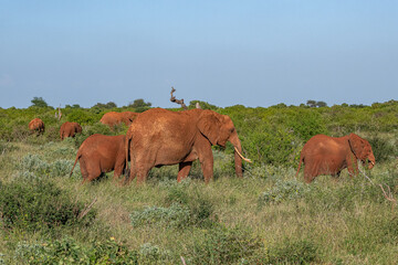Słoń afrykański (Loxodonta africana), młody samiec chroniący się między starszymi braćmi  na sawannie w Park Narodowy Tsavo East i rezerwat wzgórz Taita, Kenia, Afryka © Kamil_k2p