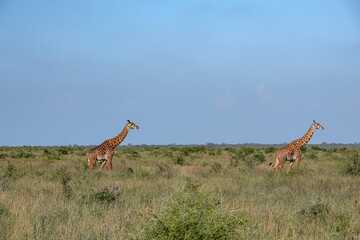 dwie Żyrafy (camelopaurdalis) spacerujące pomiędzy krzewami na sawannie, Park Narodowy Tsavo i rezerwat wzgórz Taita, Kenia