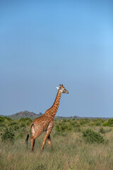 Żyrafa (camelopaurdalis) spacerująca pomiędzy krzewami na sawannie, Park Narodowy Tsavo i rezerwat wzgórz Taita, Kenia © Kamil_k2p